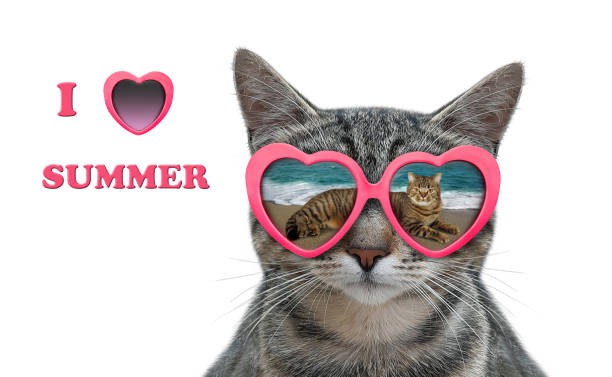istock Cat gray in glasses with sea reflection 1296463706