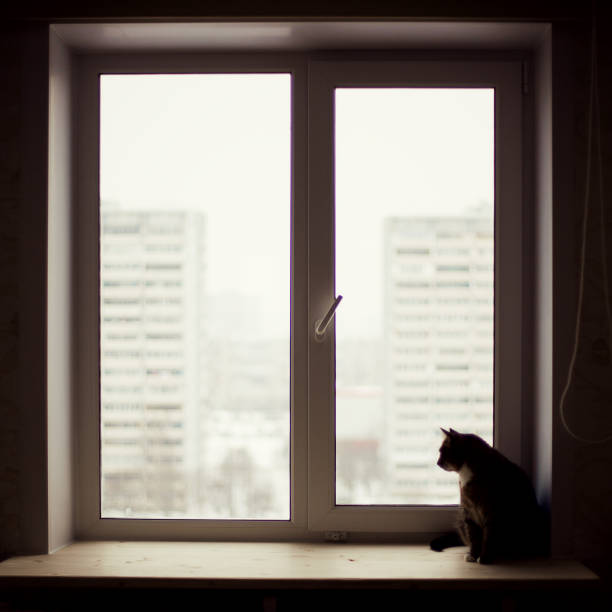 Window and cat on the window sill