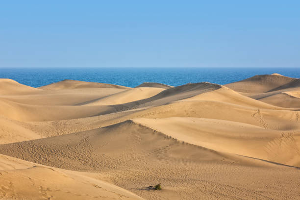 istock Dunes of Maspalomas, Grand Canary 1296464117
