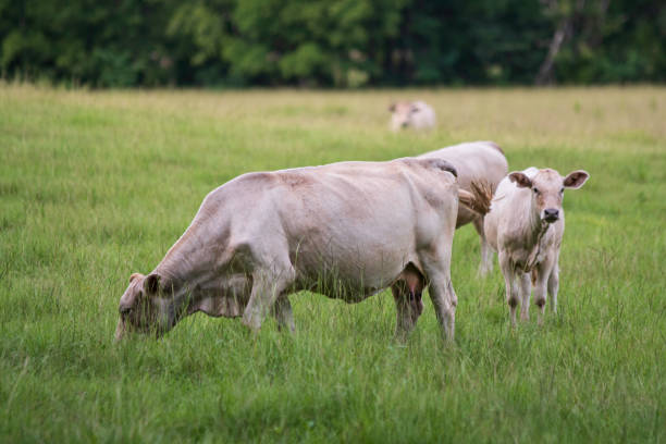istock Charolais cow and calf in tall green grass 1296464902