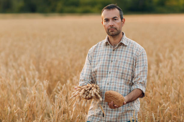 l'agricoltore uomo tiene il fascio di orecchie di grano e pane sullo sfondo del campo di cereali al tramonto. agricoltura e raccolta agricola, - mature adult businessman professional occupation 40s foto e immagini stock