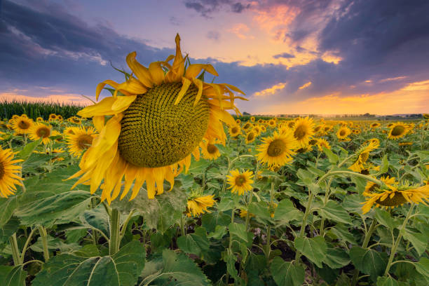 istock Sunflower field at sunset 1296466339