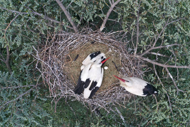 Aerial view of white stork, Ciconia ciconia, nesting on a top of a tree Aerial view of white stork, Ciconia ciconia, nesting on a top of a tree mulhouse photos stock pictures, royalty-free photos & images