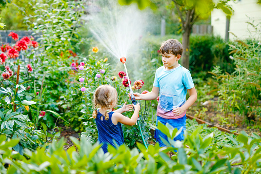Beautiful little toddler girl and school kid boy watering garden flowers with water hose on summer day. Two happy children, cute siblings helping in family garden, outdoors, having fun with splashing.