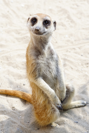 Full-length view of a meerkat standing on a rock against a clean black background.