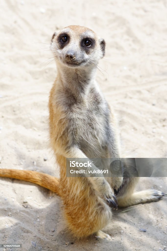 Meerkat The meerkat is a small carnivoran belonging to the mongoose family Meerkat Stock Photo