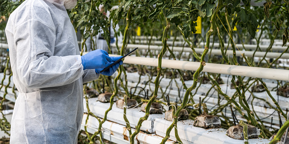 Unrecognizable person standing in aisle between green plants and holding mobile device in hands. Tomato growing in modern greenhouse. High-tech hydroponic agriculture.