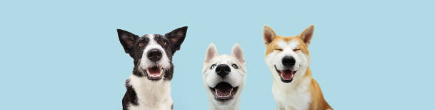 istock Banner three smiling dogs with happy expression. and closed eyes. Isolated on blue colored background. 1296471526
