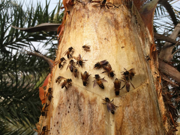 Honey bees collecting date juice from tree