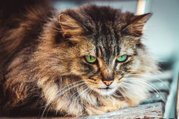 istock Contented cat living on the street 1296474365