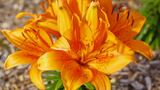 istock Flowers in nature in Great Britain 1296475053