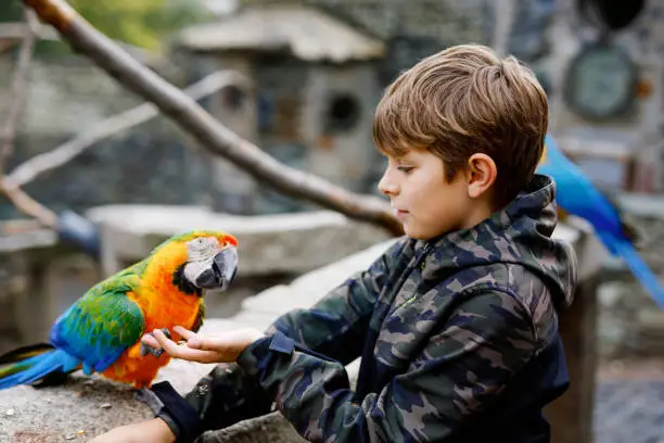 Photo of Gorgeous school kid boy feeding parrots in zoological garden. Child playing and feed trusting friendly birds in zoo and wildlife park. Children learning about wildlife and parrot.