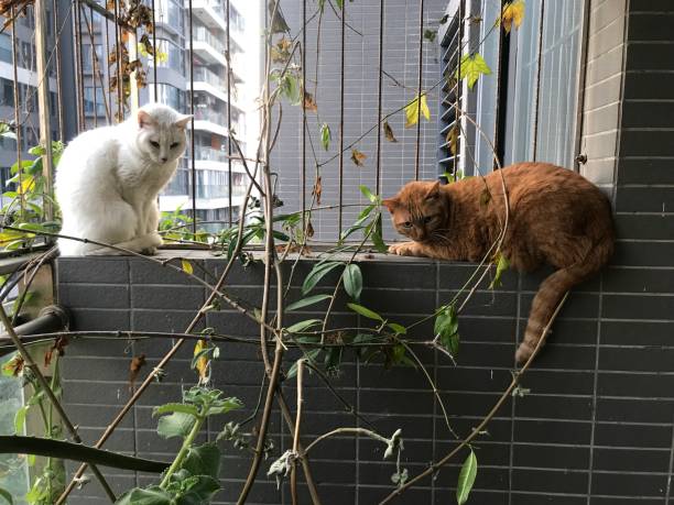 istock One white cat and one ginger cat sitting on a balcony 1296475697