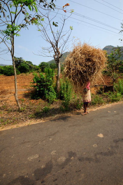 istock agriculture and farming in india 1296475801