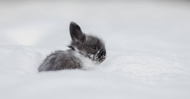 istock little gray bunny in winter 1296476354