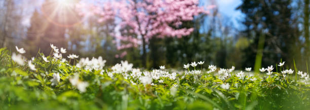 legno con molti fiori di oxalis primaverile bianco nella giornata di sole - anemone flower wood anemone windflower flower foto e immagini stock