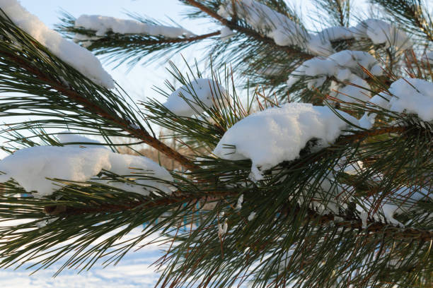 istock Several fir branches in the snow close-up on a winter day 1296481578