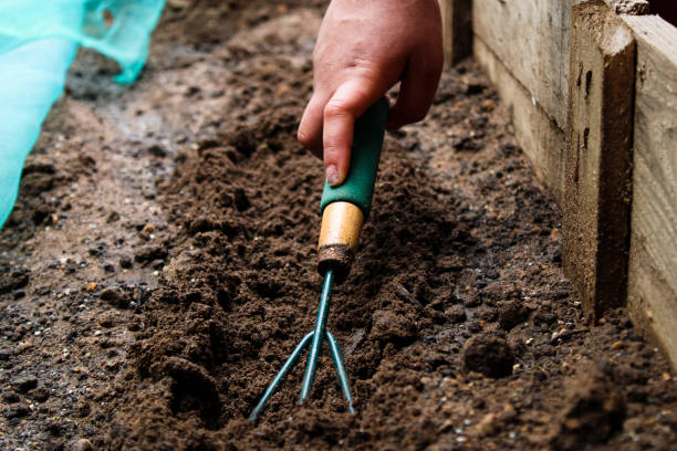 Gardener leveling dirt with a gardening fork Gardener preparing soil in a wooden gardening bed using a gardening fork with other gardening equipment in the background garden fork stock pictures, royalty-free photos & images