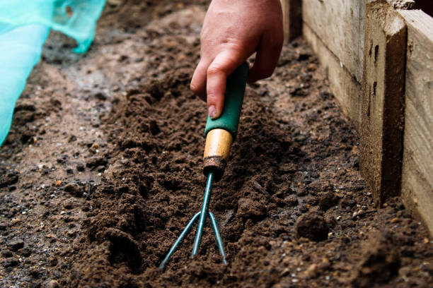 ogrodnik niwelujący brud widelcem ogrodniczym - gardening fork zdjęcia i obrazy z banku zdjęć