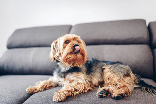 Funny photo of a mixed breed dog lying on the sofa. Pets / Everyday life / lifestyle stock photo.
