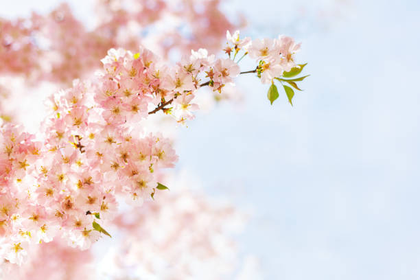 istock Amazing pink cherry blossoms on the Sakura tree in a blue sky. 1296484152
