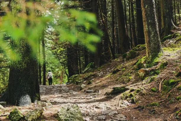 Photo of Hiking Trail through the Deep Forest. National park in Tatra mountains, Poland