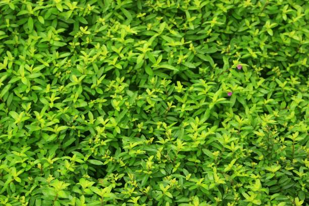 istock Detail and texture green grass 1296485071
