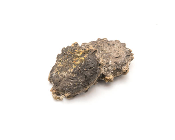 istock Two gac seeds (momordica cochinchinensis) isolated on white background 1296485646