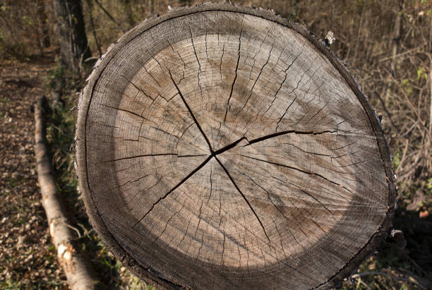 istock Annual growth rings or tree rings 1296485837
