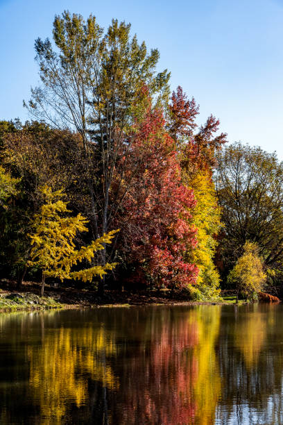 istock Multi colored trees at a lake shore in Autumn season 1296486000