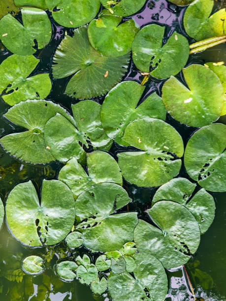 istock lotus flower leaves 1296487078