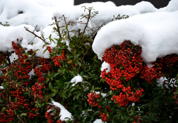 is a thorny, evergreen shrub of compact and tidy habit with glossy, oval, dark green leaves. In late spring to early summer, a profusion of white flowers held in dense clusters cover the spiny branch background, beautiful, beauty, berry, branch, bush, charmer, close up, coccinea, column, covered, cushion, dark, dense, detail, elf, evergreen, fence, firethorn, fruits, garden, gardening, glossy, glow, green, hedge, landscape, landscaping, leaf, orange, outdoor, park, plant, plenty, prickly, privacy, pyracantha, red, scarlet, sidewalk, snow, spiny, street, tall, texture, thorn, thorny, trimming, trims, white red cushion covers stock pictures, royalty-free photos & images