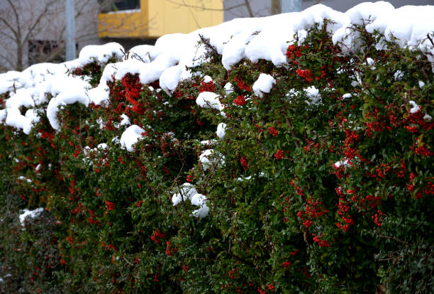 is a thorny, evergreen shrub of compact and tidy habit with glossy, oval, dark green leaves. In late spring to early summer, a profusion of white flowers held in dense clusters cover the spiny branch background, beautiful, beauty, berry, branch, bush, charmer, close up, coccinea, column, covered, cushion, dark, dense, detail, elf, evergreen, fence, firethorn, fruits, garden, gardening, glossy, glow, green, hedge, landscape, landscaping, leaf, orange, outdoor, park, plant, plenty, prickly, privacy, pyracantha, red, scarlet, sidewalk, snow, spiny, street, tall, texture, thorn, thorny, trimming, trims, white red cushion covers stock pictures, royalty-free photos & images