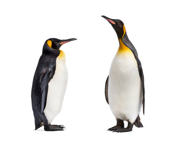 istock Two King penguin facing each other, isolated on white 1296489205