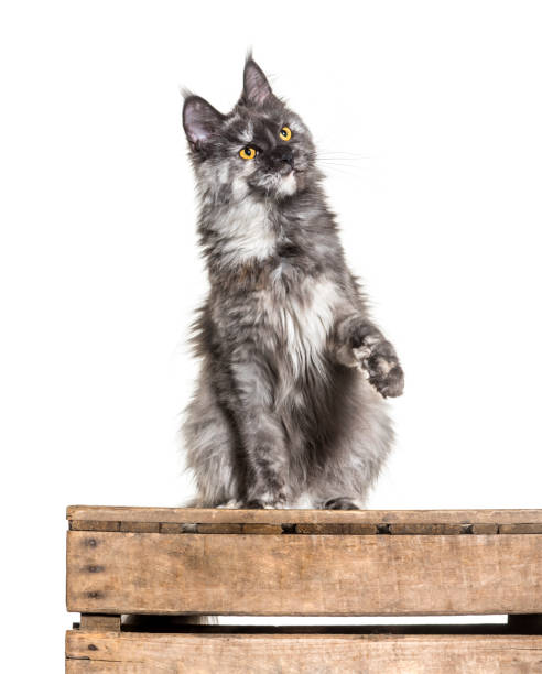 istock Maine coon kitten isolated on white 1296489362