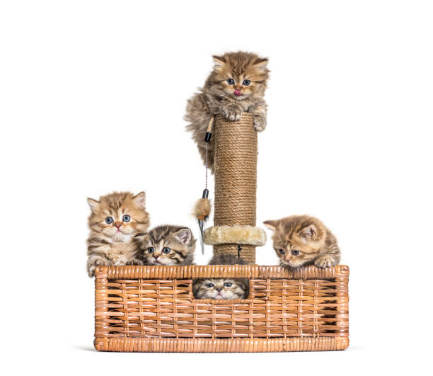 istock British Shorthair and longhair in a wicker basket 1296489367