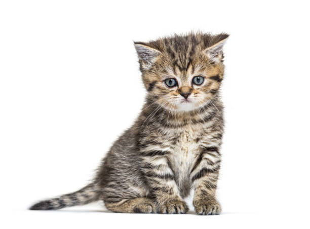 istock Cute Kitten British Shorthair, isolated on white 1296489378