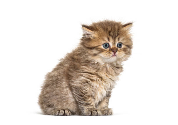 istock Kitten British longhair sitting, isolated on white 1296489386
