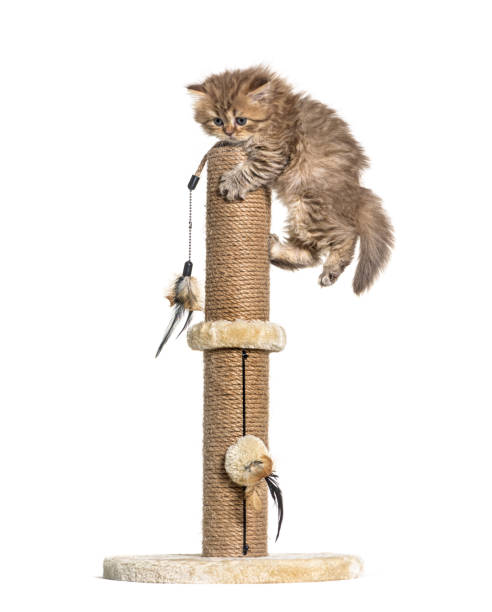 istock British longhair cat playiong on a cat trees 1296489433