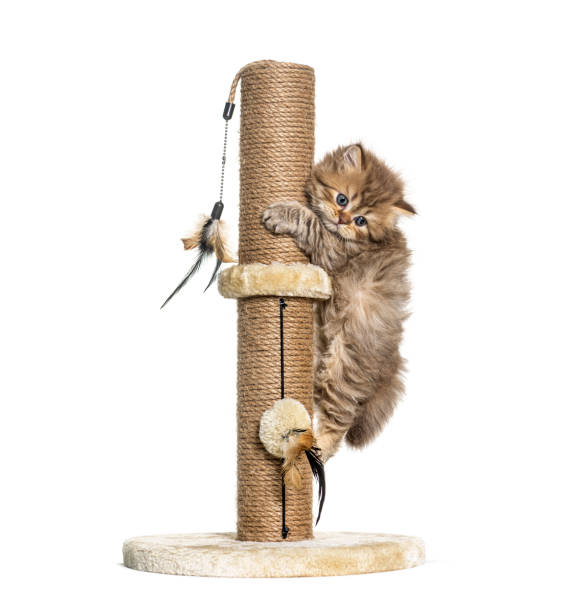 istock Kitten British longhair cat playiong on a cat trees 1296489474