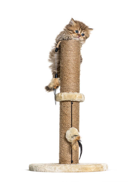 istock British longhair cat playiong on a cat trees 1296489475