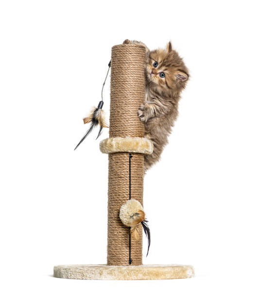 istock British longhair cat playiong on a cat trees 1296489479