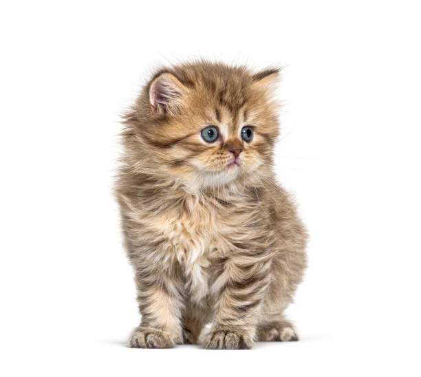 istock Kitten British longhair sitting, isolated on white 1296489491