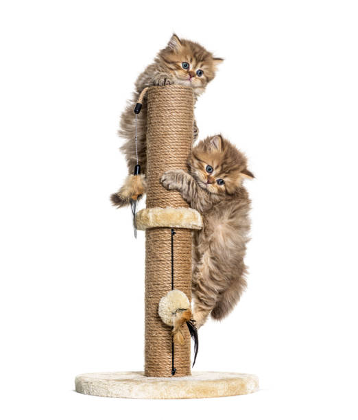 kittens British longhair playing with a cat tree