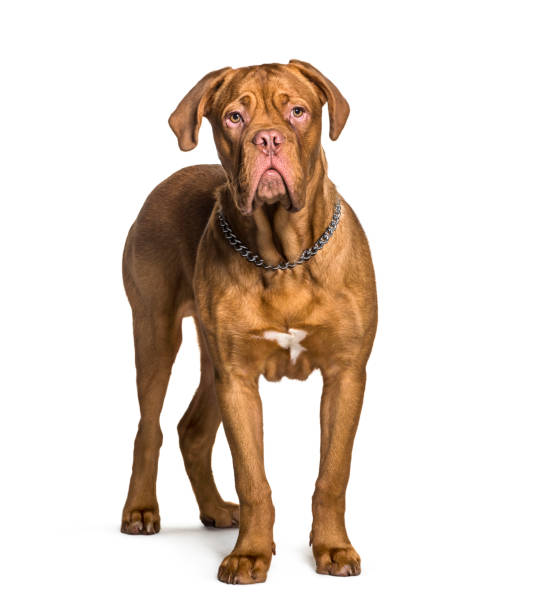 istock Dogue de Bordeaux sitting, isolated on white 1296489504