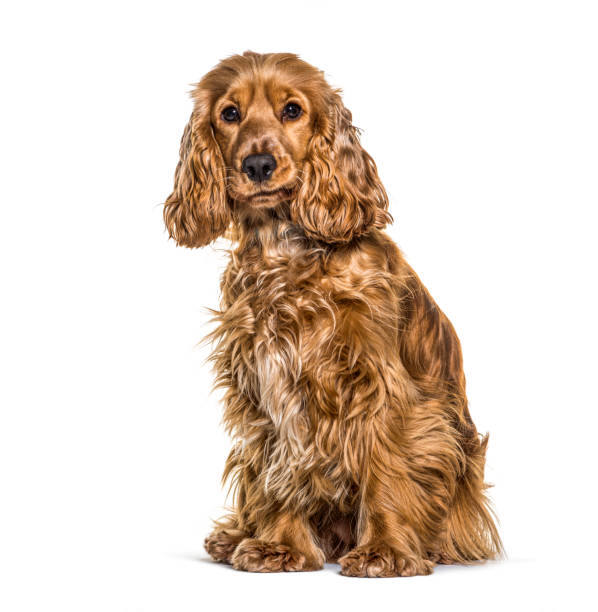istock Dogue de Bordeaux sitting, isolated on white 1296489539