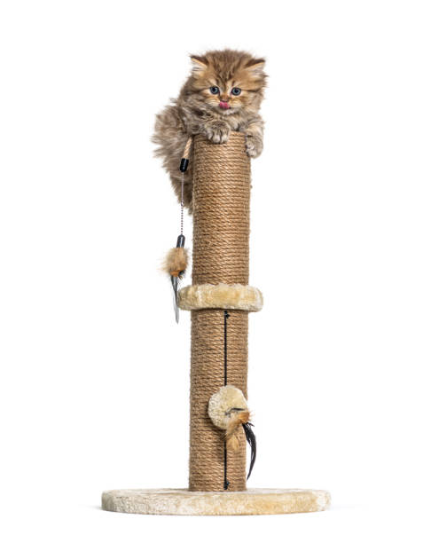 istock British longhair cat playiong on a cat trees 1296489540