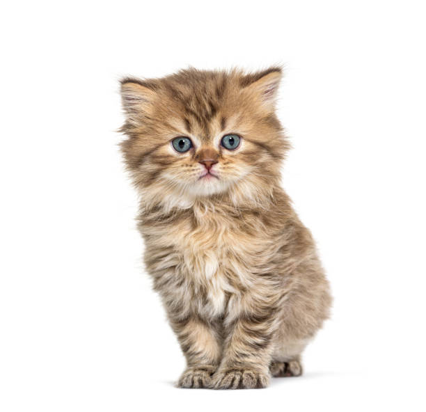 istock Kitten British longhair, standing, isolated on white 1296489555