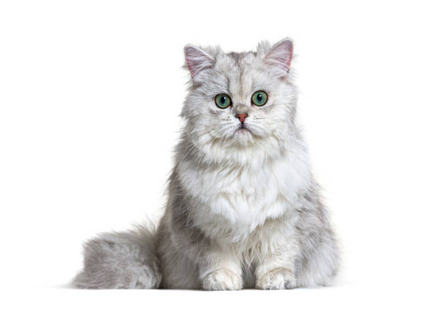 istock Grey British Longhair sitting, white background 1296489636