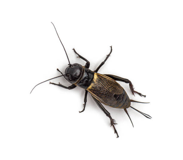 istock Female field cricket, isolated on white 1296489648